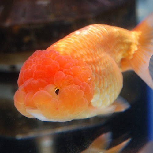 東大 平田壮輝選手 もしかして水槽の水にプロテイン溶かしたら金魚めっちゃマッチョになるんちゃうか 阪神タイガースちゃんねる