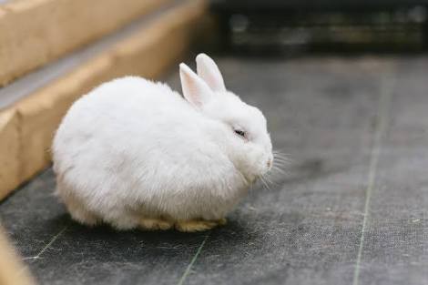 悲報 今女子の間で うさぎ系男子 が人気 なんjなんでもあり部