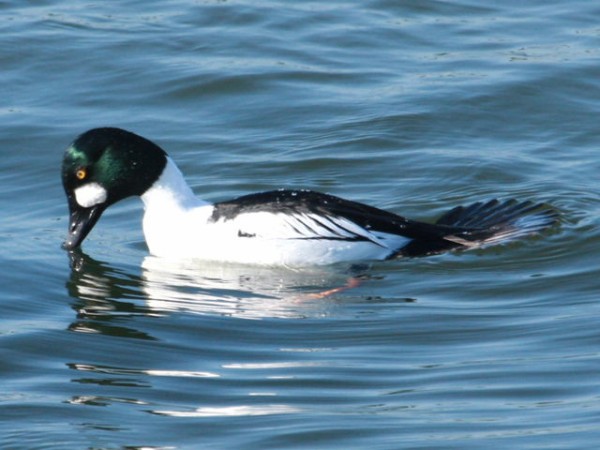 潜水ガモの採餌 野鳥の生活 潜水ガモの採餌 野鳥の生活