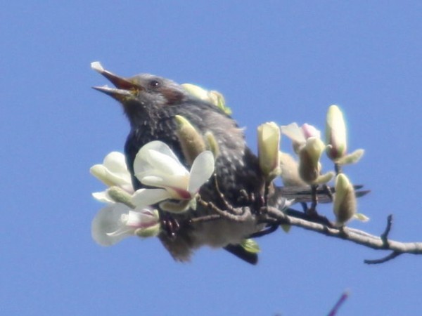 花びらを食べるヒヨドリ 野鳥の生活