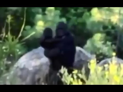 子供のyoutubeを一発で見るのを止めさせる方法 衝撃映像 ビックフット エンタメ ユーチューブ タイマー付きユーチューブ