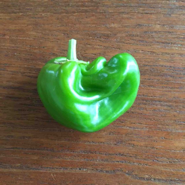 ぷくぷくピーマン 収穫 手仕事が好きな事務員の日々のくらし