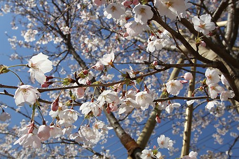 日本工学院専門学校 蒲田キャンパスの「桜」 : 学校長ブログ | 日本工学院専門学校・日本工学院八王子専門学校