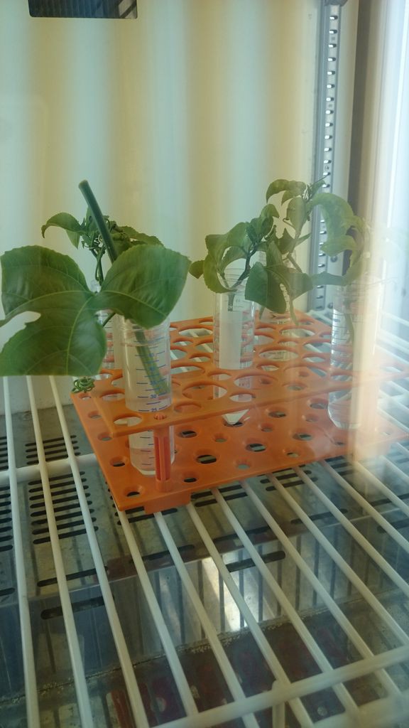 パッションフルーツも冬支度 応用生物学科 パッションフルーツも冬支度 応用生物学科