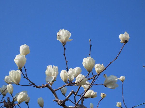 ほうれん草収穫 淳の日常