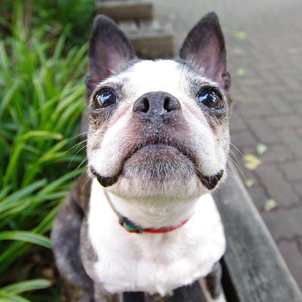 どんぐりまなこに への字口 犬 と 音 楽 For Wonderful Music Life