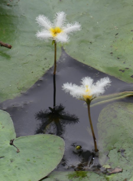 水元公園の花 水辺の花 四季の風2