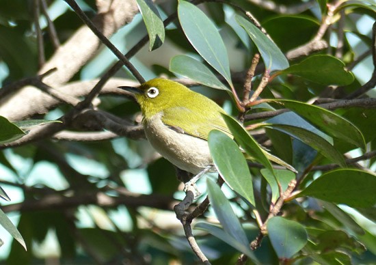 メジロ 四季の風2