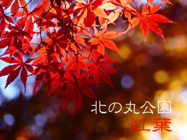 北の丸公園 紅葉満開 四季の風2