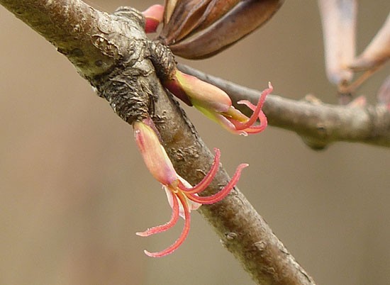 かつらの花にびっくりポン 四季の風2