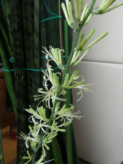 サンスベリアに花が咲きました 四季の風2