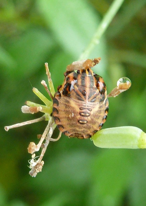 黒赤のカメムシ２種 四季の風2