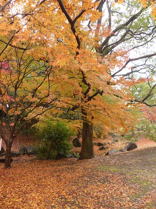 葛西臨海公園 空 紅葉 タヒバリ 四季の風2