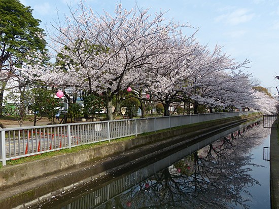 仙台堀川公園の桜満開に 四季の風2