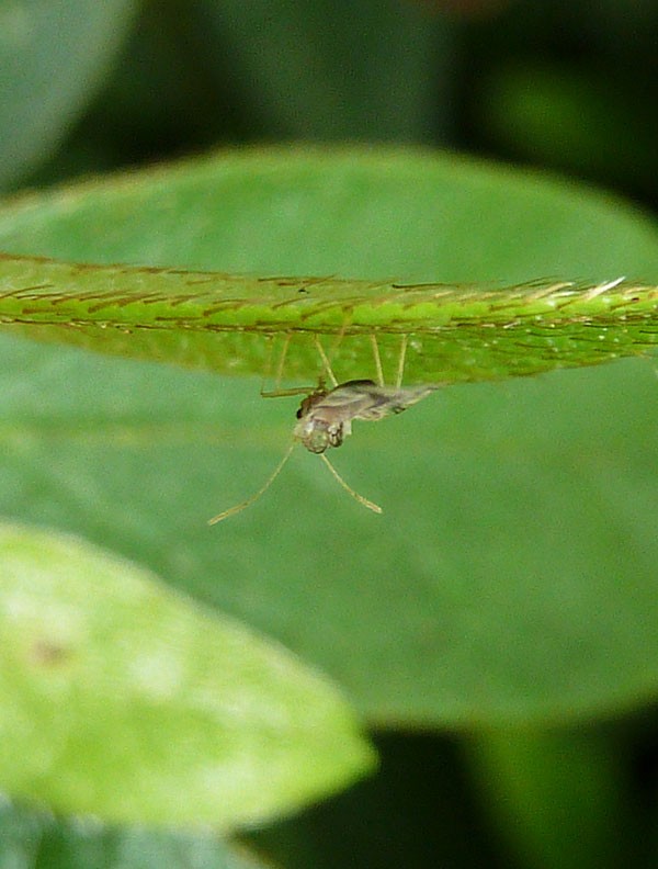 ツツジグンバイとアゲハ蝶の幼虫 四季の風2