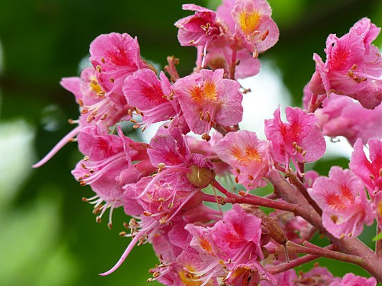 夢の島の花と葛西のコアジサシ 四季の風2