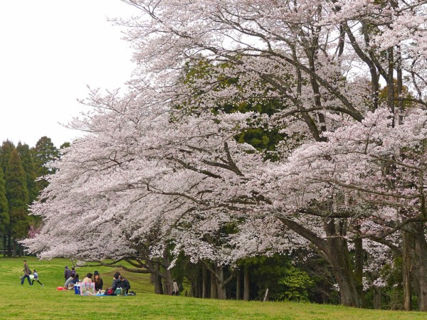 泉自然公園の桜満開と灯台草の不思議 四季の風2