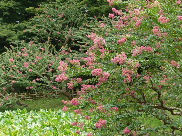 夏の東御苑 百日紅満開 四季の風2