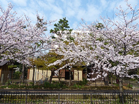 仙台堀川公園の桜満開に 四季の風2