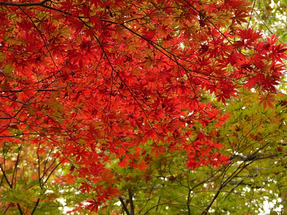 北の丸公園の紅葉と木場のメジロ 四季の風2