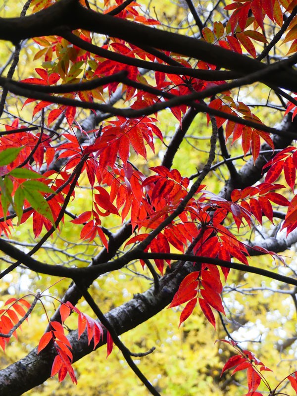 北の丸公園紅葉 ウグイスとオカヨシガモ 四季の風2