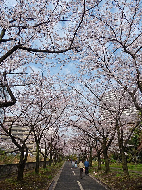 仙台堀川公園の桜満開に 四季の風2