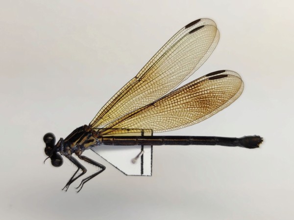 トンボ幼虫化石 標本
