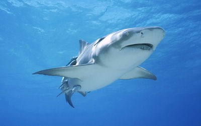 本当に怖いサメは７種類 遭遇した時にするべき４つの対処法 トレンドネタワールド
