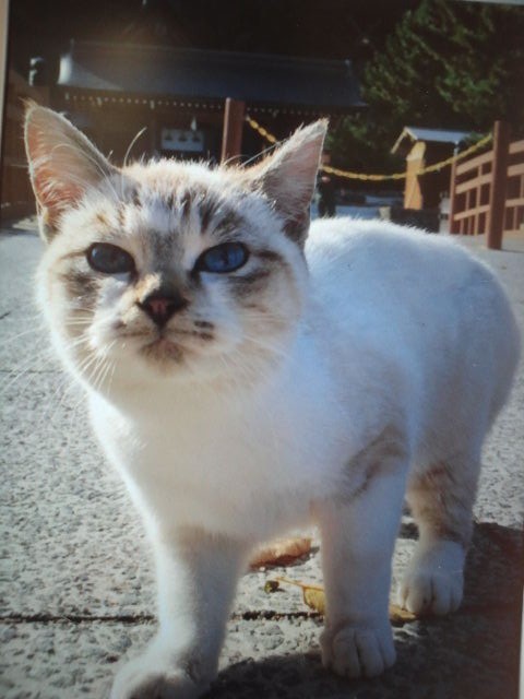 ねこ ネコ 猫 着物 De 通勤 第2章 神社に暮らす