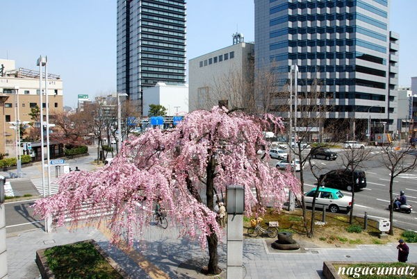 名古屋 黒地に桜＊NＯ-180310 - 着物