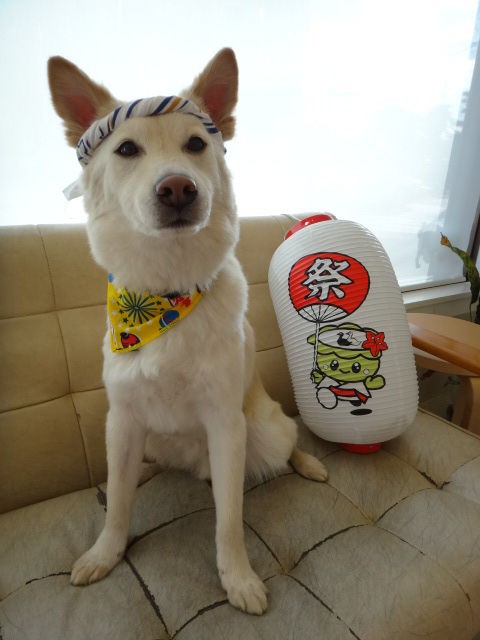 夏祭り ナガイ動物病院のブログ