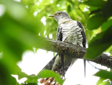 長居公園１月２日 土 のイベント 野鳥 長居公園ご案内