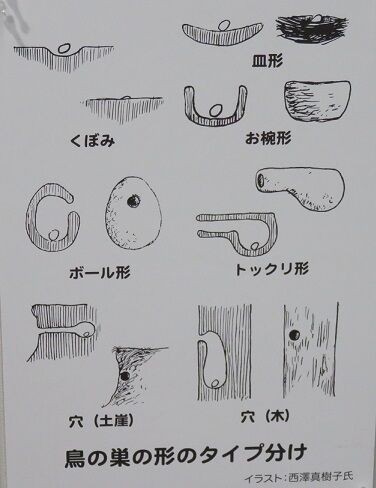 特別展 鳥の巣と卵 ご案内 長居公園ご案内