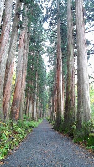 鳥居から参道2 標高差140ｍ 戸隠神社奥社に参拝 小林玲子の善光寺表参道日記