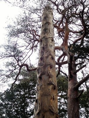 平成28年御柱祭の記録 南佐久郡川上村居倉 諏訪神社 祠のような拝殿の前に建つ2本の巨木な柱 小林玲子の善光寺表参道日記