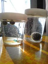 マリモが飛び上げた Gob