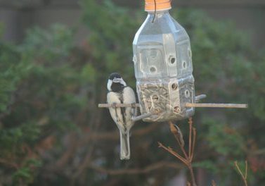ナルシサス カンタブリクス やさい畑 ナルシサス カンタブリクス やさい畑