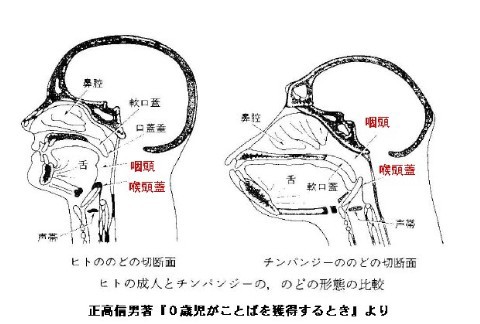 赤ちゃんが言語を獲得するまで その５ ノドの構造の違い 長屋の光るナス
