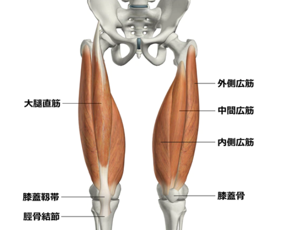大腿四頭筋上部の違和感 痛みの正体 とある医者のスクワット0kgへの道 目指せダンク
