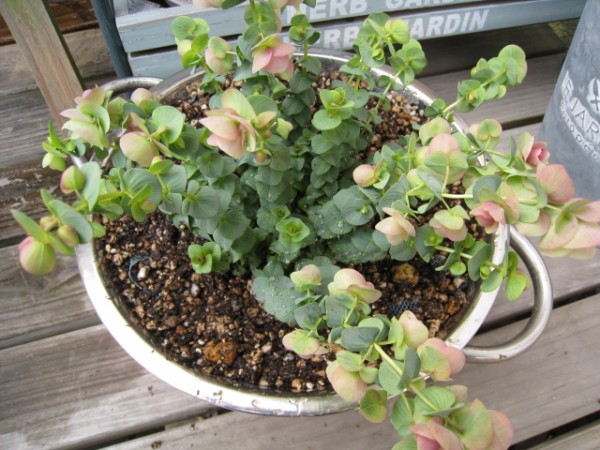 ハーブ 菜の花ダイアリー