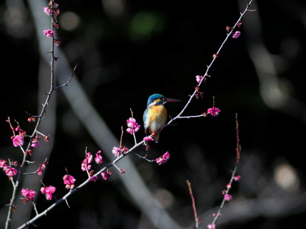 投稿：「BORG107FLによる花がらみの小鳥たち」2024/04/11 : 中川光学