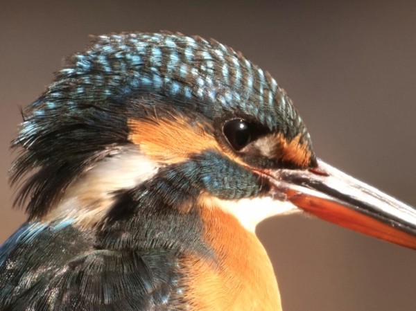 投稿：BORG90FLによるカワセミ・ルリビタキ 2020/01/24 : 中川光学研究