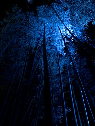 竹林 夜 なかむら写真局のブログ