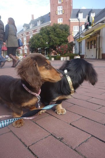 犬を連れてのハウステンボス入場です ガーデニング工房 風我里 滋賀から発信