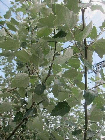 シンボルツリー ホワイトポプラ ガーデニング工房 風我里 滋賀から発信