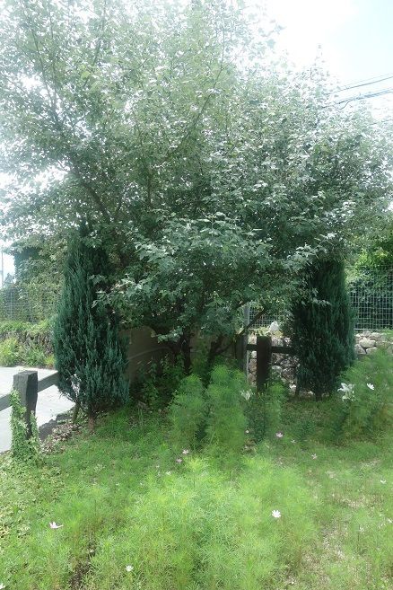 ホワイトポプラ ギンドロ のその後 ガーデニング工房 風我里 滋賀から発信