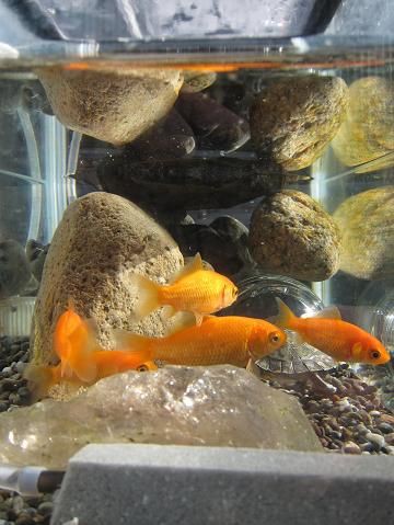 金魚と暮らすカメの笑顔 ガーデニング工房 風我里 滋賀から発信