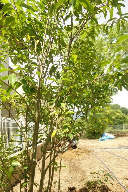 ナナミノキ 株 植木の生産・販売