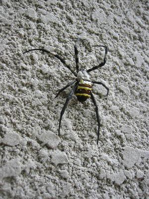 タランチュラ・・毒蜘蛛！ : ガーデニング工房「風我里」滋賀から発信！