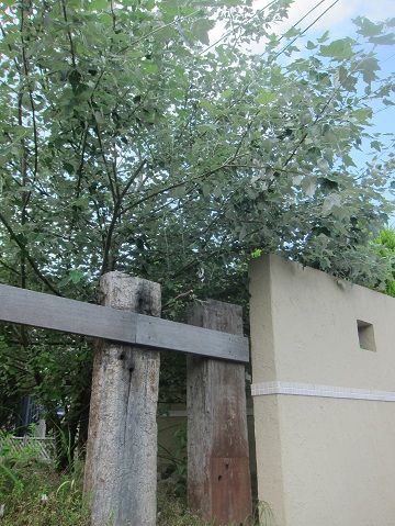 シンボルツリー ホワイトポプラ ガーデニング工房 風我里 滋賀から発信